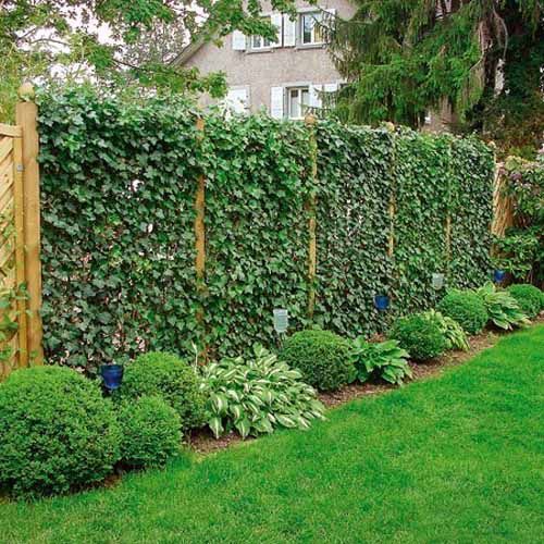 privacy-fence-landscaping-30_10 Поверителност ограда озеленяване