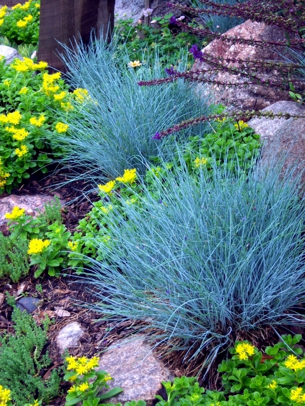 rock-garden-grasses-58_2 Алпинеум треви