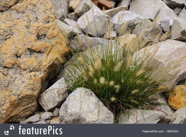 rock-garden-grasses-58_6 Алпинеум треви