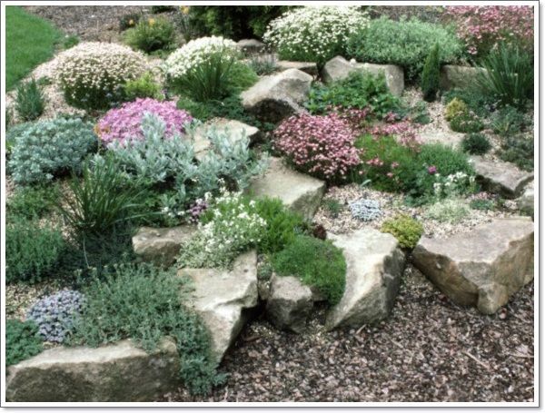 rock-garden-plant-ideas-71_5 Рок градина растителни идеи