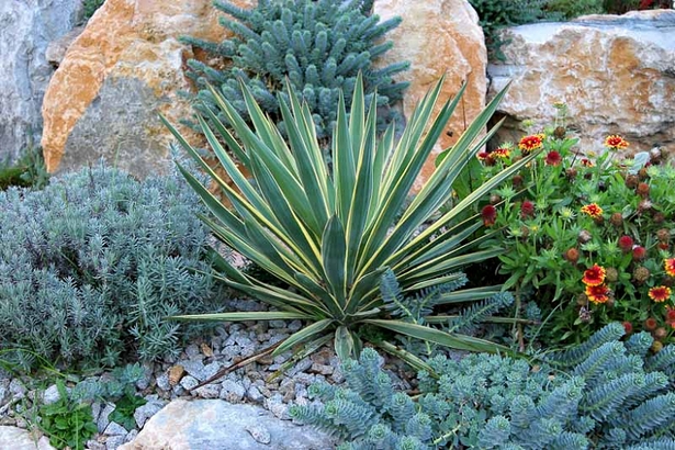rockery-plant-designs-66 Алпинеум растителни дизайни