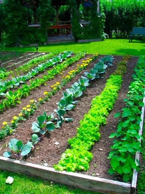 vegetable-garden-bed-edging-ideas-80_15 Зеленчукова градина легло кант идеи