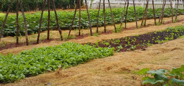 vegetable-garden-path-ideas-15_12 Идеи за зеленчукова градина