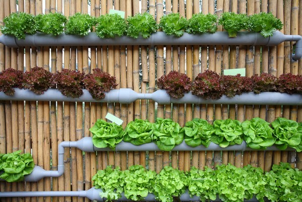 vegetable-garden-wall-ideas-49_14 Идеи за стена за зеленчукова градина