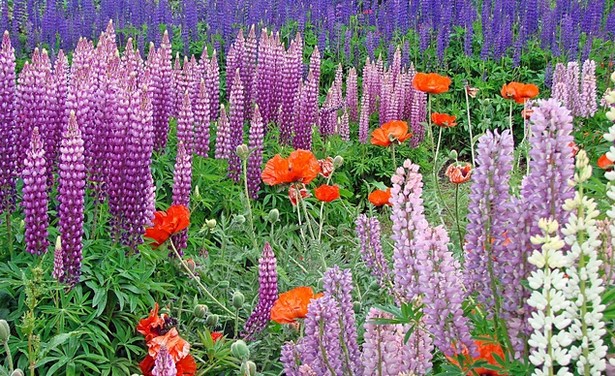 Невероятни цветни градини