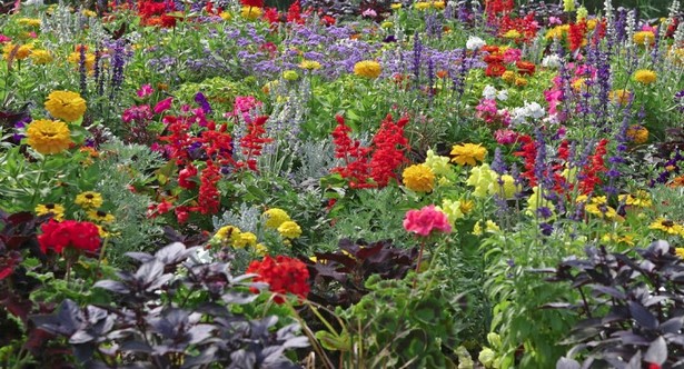 annual-flower-bed-ideas-22_7 Годишни идеи за цветни лехи