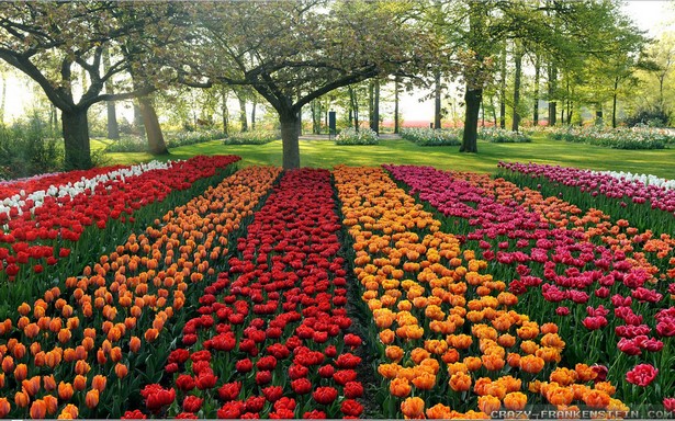 beautiful-flower-garden-54_5 Красива цветна градина