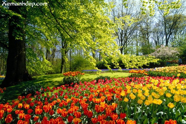 beautiful-flower-garden-54_8 Красива цветна градина
