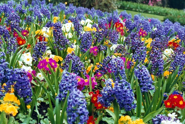 beautiful-flower-garden-54_9 Красива цветна градина