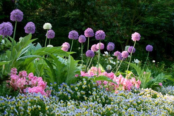 common-landscaping-flowers-10_14 Общи озеленяване цветя
