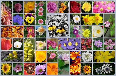 common-landscaping-flowers-10_3 Общи озеленяване цветя