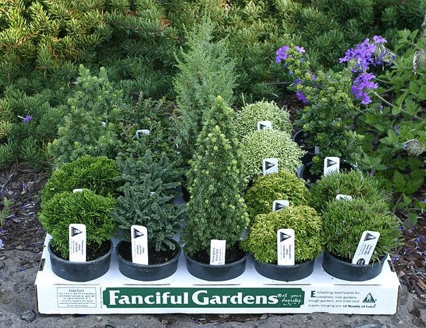 faerie-garden-plants-16 Градински растения