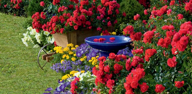 flower-garden-ideas-beginners-53_3 Идеи за цветна градина начинаещи