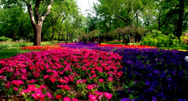 flowers-gardens-and-landscapes-59_18 Цветя градини и пейзажи