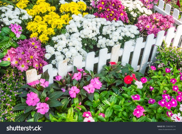 flowers-in-yard-65_5 Цветя в двора