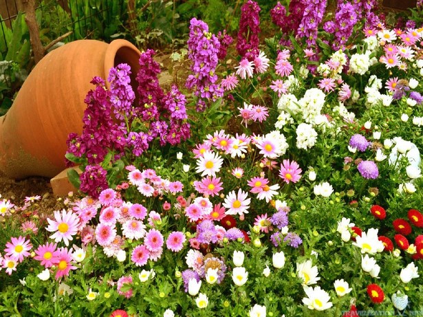 flowers-in-yard-65_6 Цветя в двора