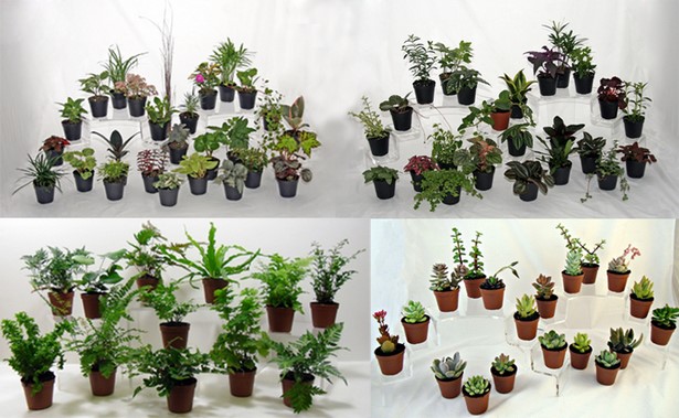 indoor-fairy-garden-plants-76_4 Закрит фея градински растения