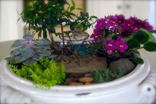 indoor-fairy-garden-plants-76_5 Закрит фея градински растения