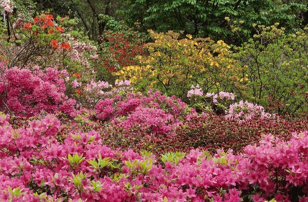 landscaping-flowers-and-plants-45_4 Озеленяване на цветя и растения