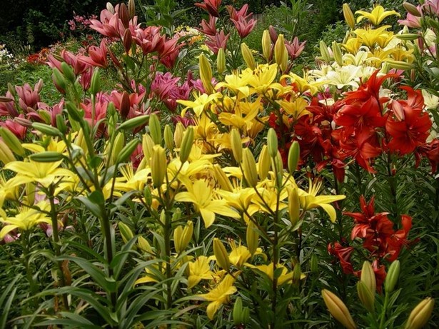 landscaping-flowers-and-plants-45_5 Озеленяване на цветя и растения