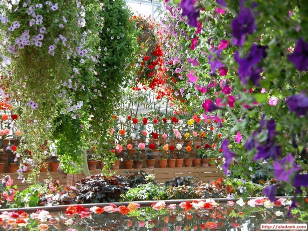 pretty-flower-gardens-90_16 Красиви цветни градини