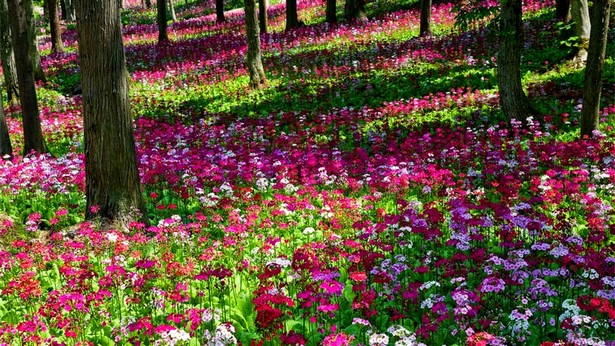 pretty-flower-gardens-90_20 Красиви цветни градини