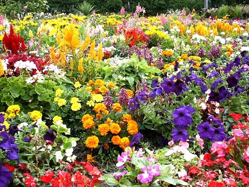 pretty-garden-flowers-99 Красиви градински цветя