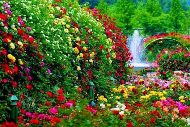 pretty-garden-flowers-99_8 Красиви градински цветя