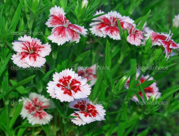 pretty-garden-flowers-99_9 Красиви градински цветя