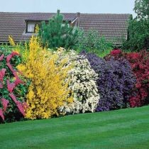 shrubs-for-flower-beds-36_11 Храсти за цветни лехи