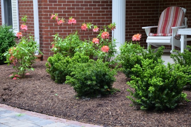 shrubs-for-flower-beds-36_15 Храсти за цветни лехи