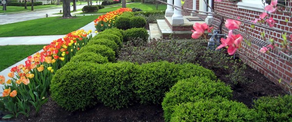 shrubs-for-flower-beds-36_4 Храсти за цветни лехи