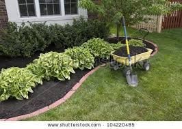 shrubs-for-flower-beds-36_5 Храсти за цветни лехи