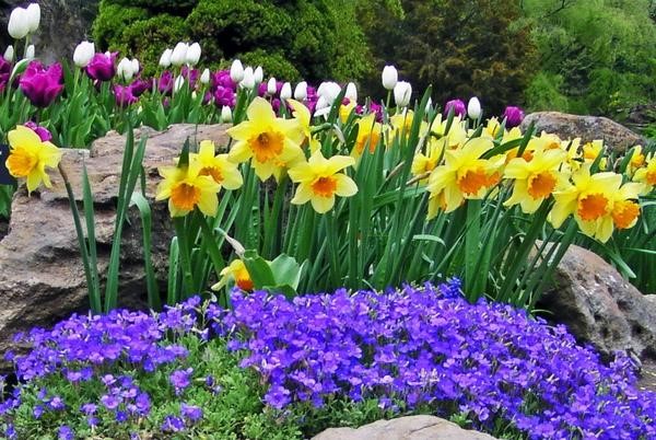 spring-flower-beds-20 Пролетни цветни лехи