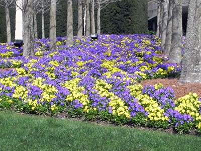 spring-flower-beds-20_20 Пролетни цветни лехи