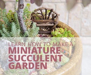 succulent-fairy-garden-75_17 Сочен фея градина