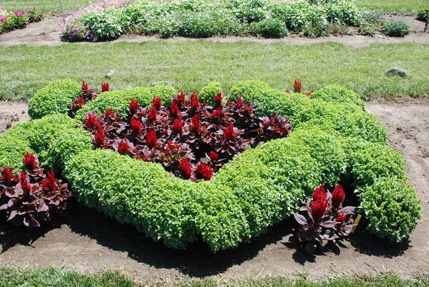 what-to-plant-in-flower-bed-29_12 Какво да засадят в цветна леха