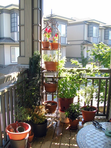 apartment-balcony-plants-05_10 Апартамент балкон растения