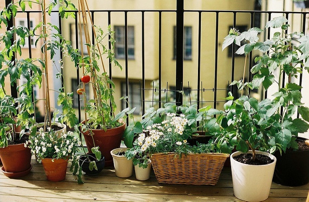 apartment-balcony-plants-05_15 Апартамент балкон растения