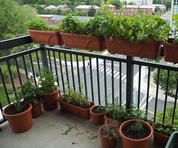 apartment-patio-plants-11_7 Апартамент тераса растения