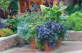 best-container-plants-for-partial-sun-52_2 Най-добрите контейнерни растения за частично слънце