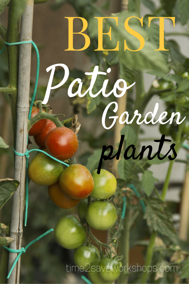 best-patio-garden-plants-37 Най-добрите градински растения