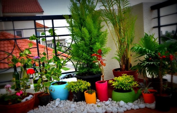 best-plants-for-apartment-balcony-44_5 Най-добрите растения за апартамент балкон