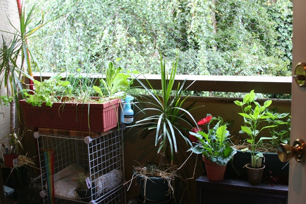 best-plants-for-apartment-balcony-44_6 Най-добрите растения за апартамент балкон