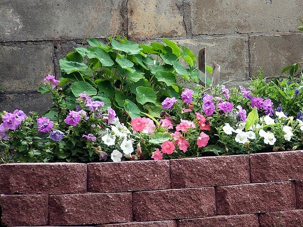 garden-edging-bricks-ideas-81_19 Градинска кант тухли идеи