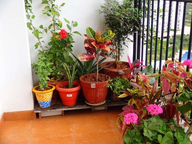 good-plants-for-apartment-balcony-86_13 Добри растения за апартамент балкон