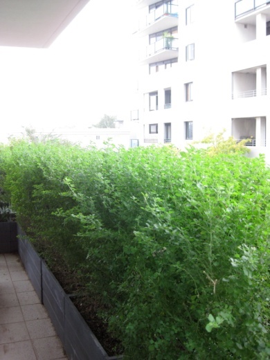 good-plants-for-apartment-balcony-86_14 Добри растения за апартамент балкон