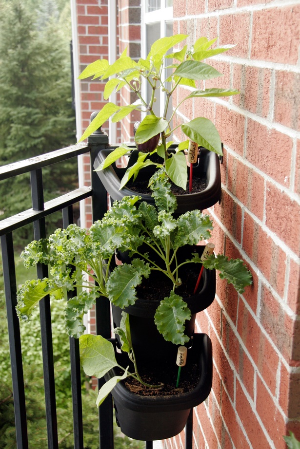 good-plants-for-apartment-balcony-86_17 Добри растения за апартамент балкон