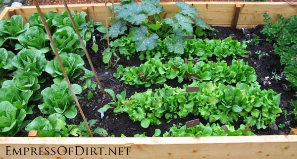 home-garden-ideas-vegetable-76_11 Основен градински идеи зеленчукови