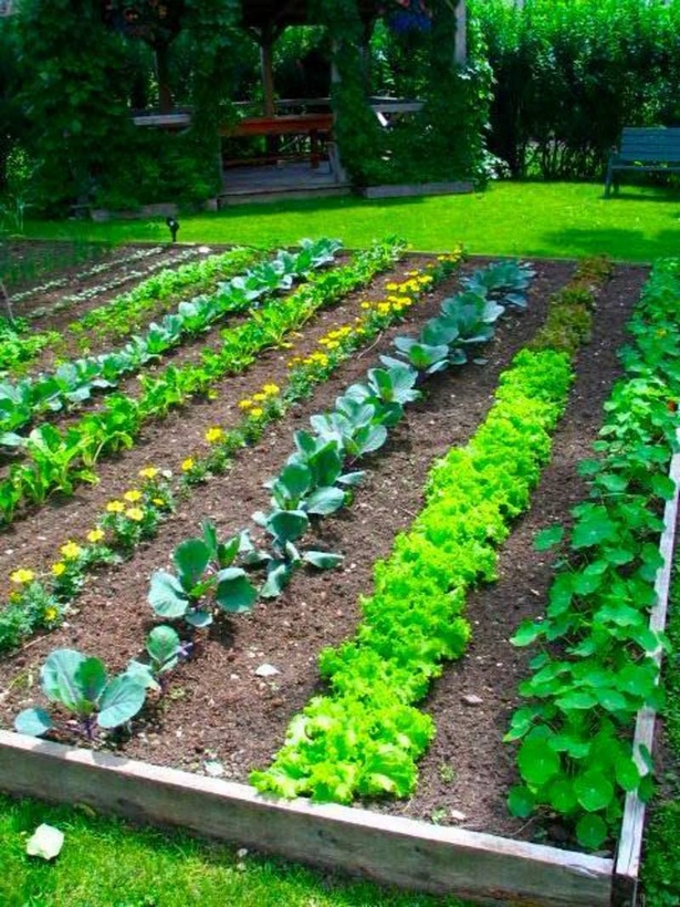 Начало Градина зеленчуци идеи